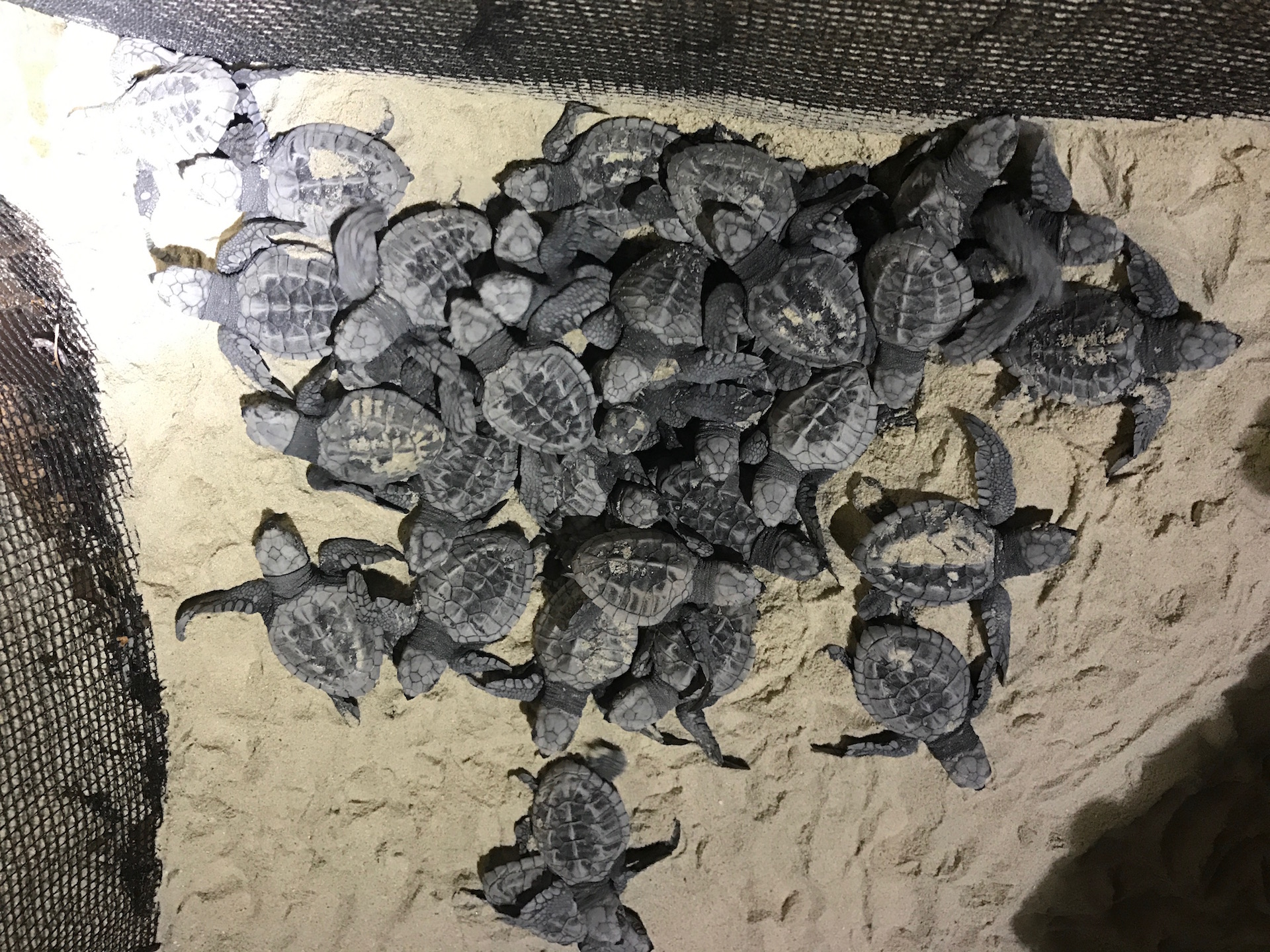 Philippinen Turtle Sanctuary
