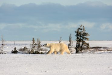 Eisbär in Kanada