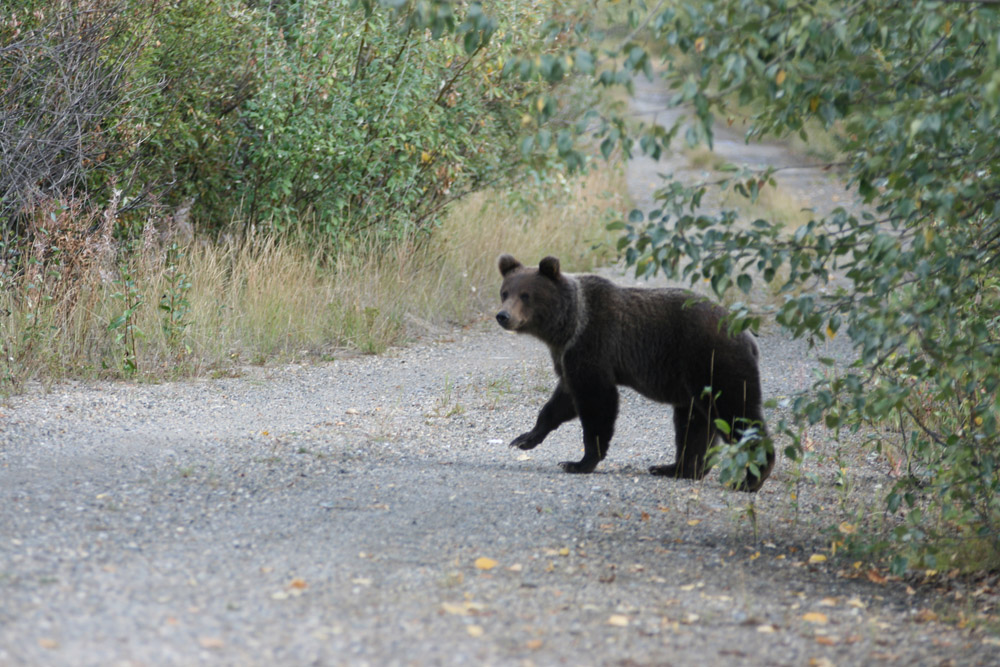 Grizzlybär am Dempster Highway
