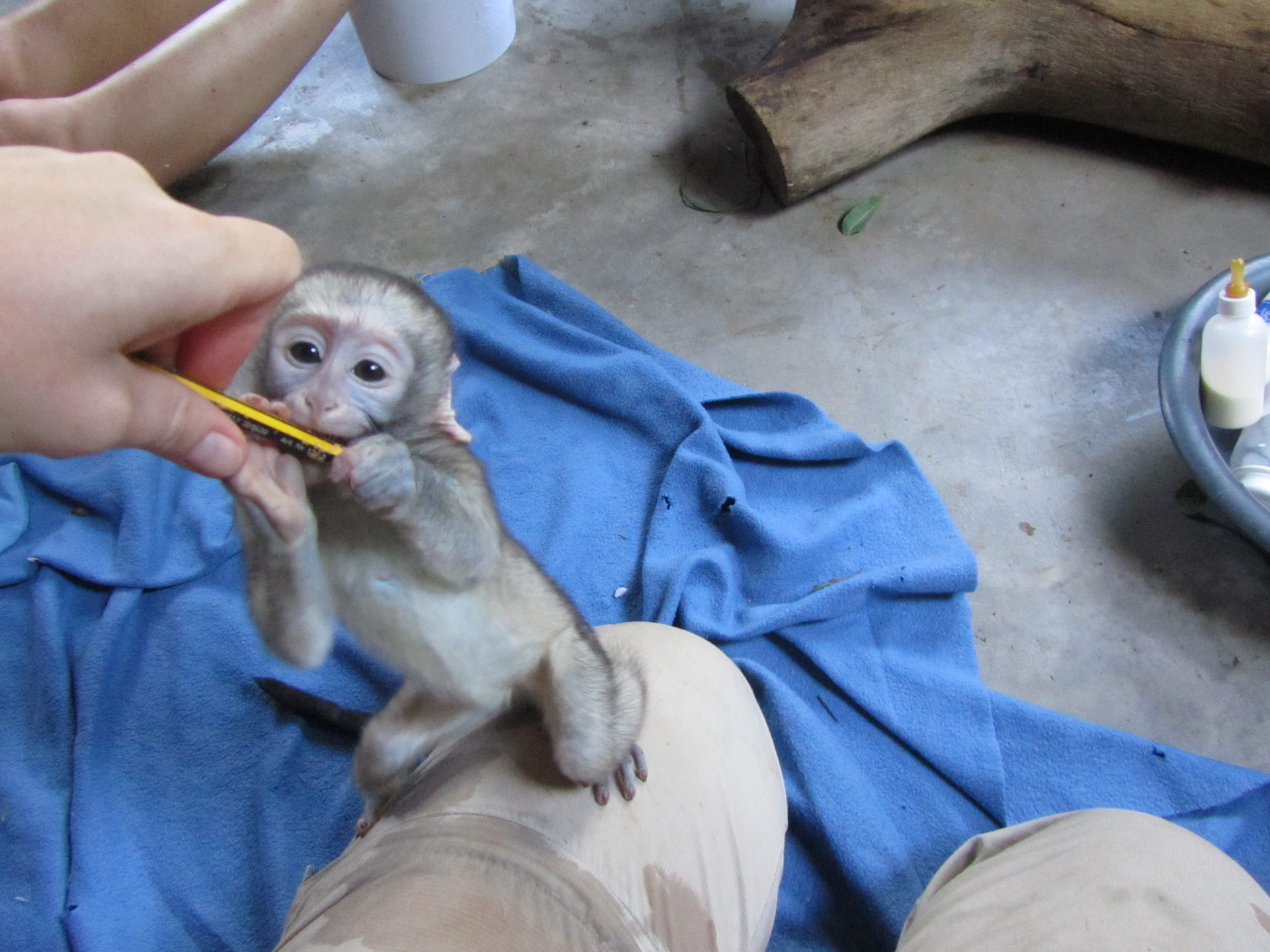 Suedafrika Monkeys