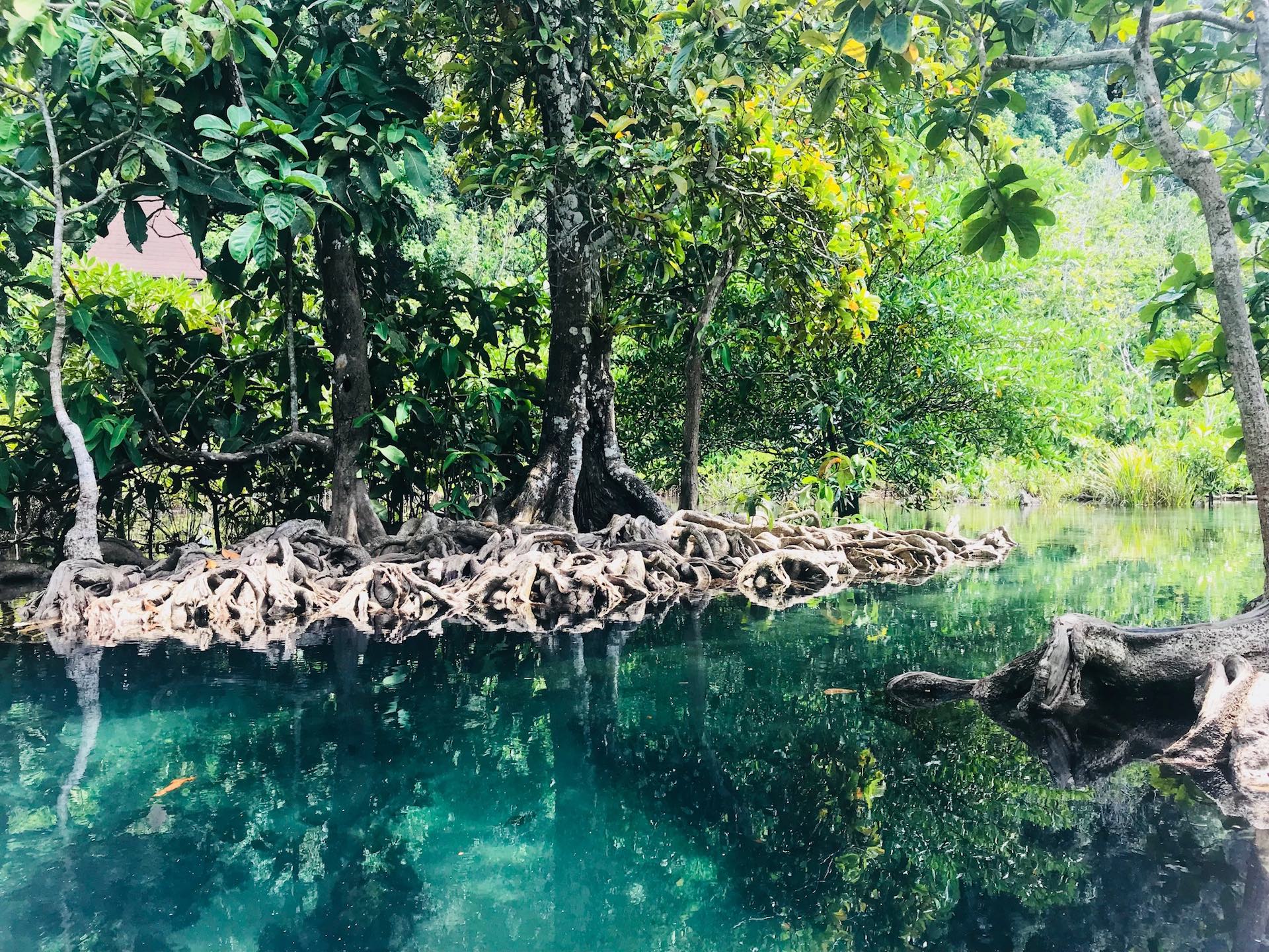 Mangroven Krabi Aonang