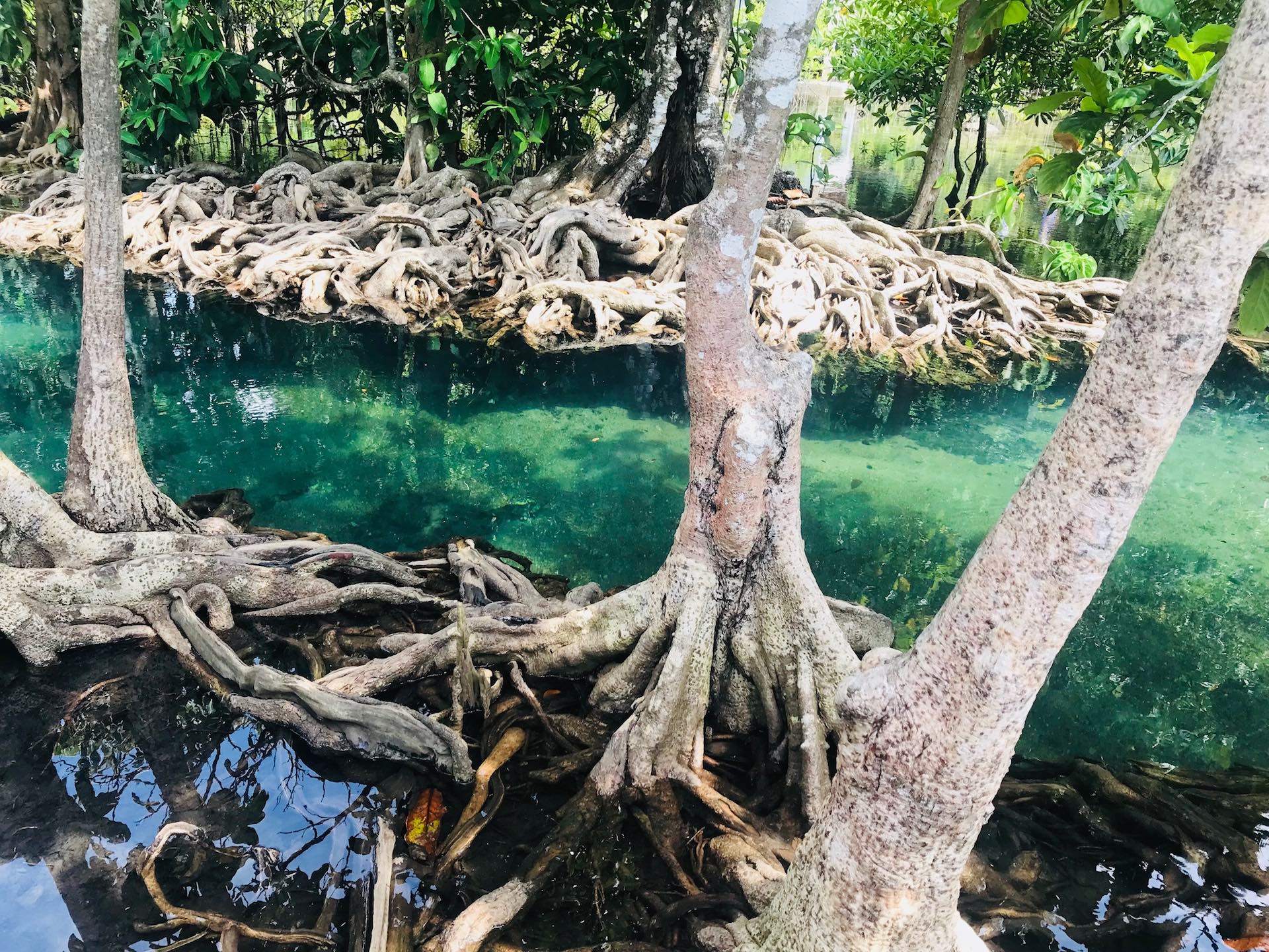 Mangroven in Krabi