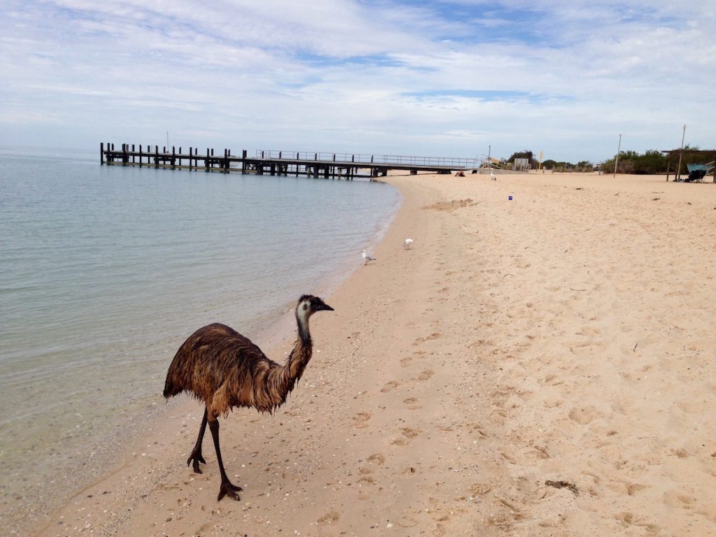 Australien Emu
