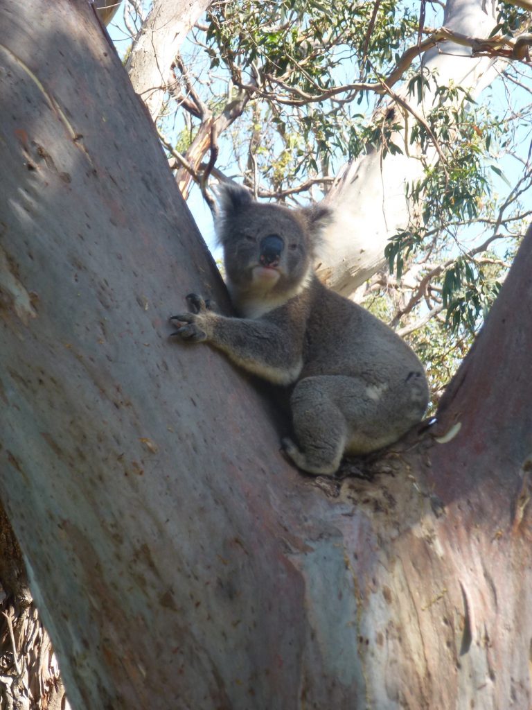 Australien Koalas