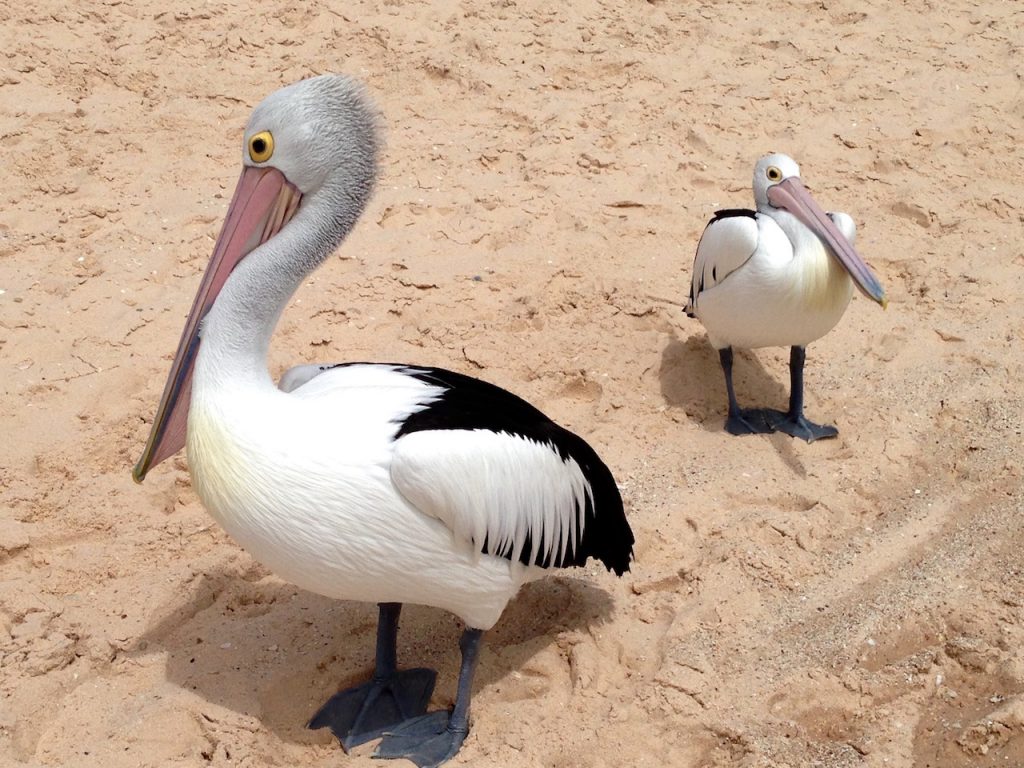 Australien Pelikane